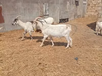 公山羊, Saanen goat — 照片 4