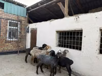 Schaf, Rhon sheep — Foto 3