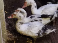 Ducks — الصورة 1