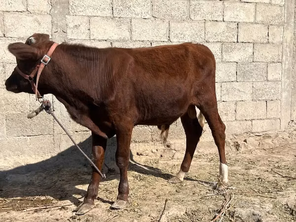 Bull, Cattle