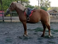 घोड़ी, Haflinger — फ़ोटो 3