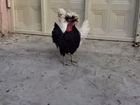 Chickens — Foto 5