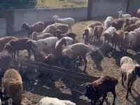 Хонь, Romanov sheep — 8 зураг