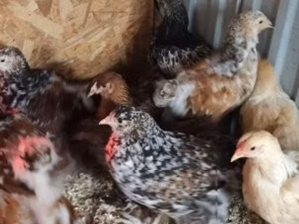 Brahma