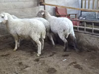 Oveja, Merino sheep — foto 1