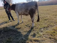 母牛, Cattle — 照片 6