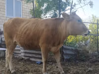 Cow, Caucasian Brown Cow — photo 3