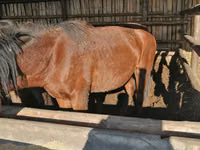 公马, Kustanai horse — 照片 5