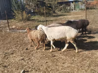 Oveja, Ovejas — foto 1