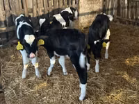 ثور, Russian Black pied cattle — الصورة 2