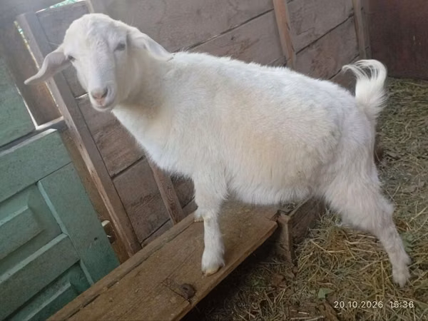 बकरी, Saanen goat
