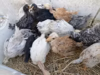 Ducks — फ़ोटो 7