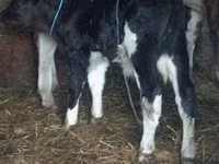Bull, Cattle — photo 2