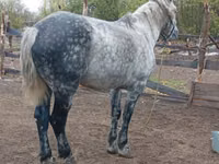 Адуу (бүлэг, хүйс заагаагүй), Horse breed — 1 зураг