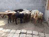 मेढ़ा, भेड़ — फ़ोटो 2