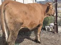 母牛, Cattle — 照片 3