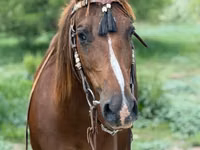 Mare, Quarter Horse — photo 6