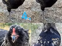 Araucana — Foto 4