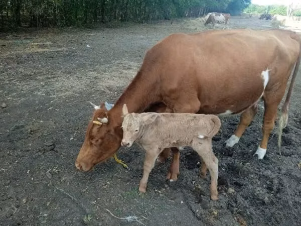 母牛, Simmental cattle