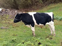 ثور, Russian Black pied cattle — الصورة 1