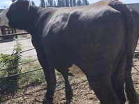 母牛, Russian Black pied cattle — 照片 7