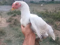 Chickens — photo 5
