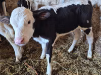 بقرة, Russian Black pied cattle — الصورة 4