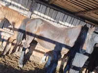 公马, Horses — 照片 1
