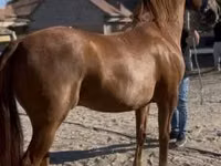 حصان, Gidran — الصورة 5