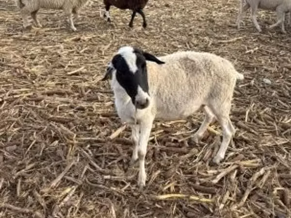 भेड़, Dorper sheep