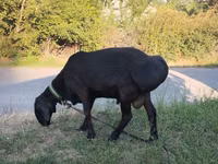 मेढ़ा, Edilbay sheep — फ़ोटो 1