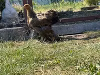 Brahma — foto 2