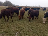 公牛, Swiss cattle — 照片 3