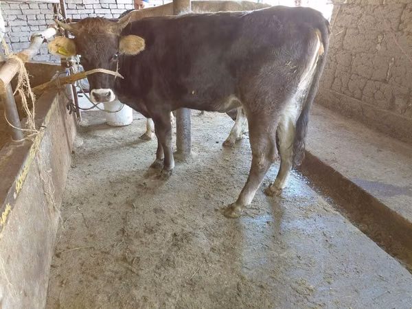母牛, Russian Black pied cattle