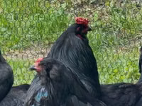 Araucana — photo 5