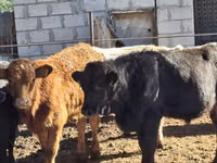 Toro, Aberdeen-Angus — foto 2