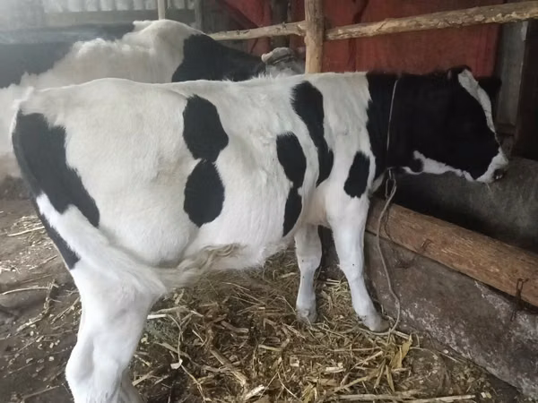 بقرة, Russian Black pied cattle