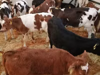 Bovinos (lote, sexo no especificado), Simmental cattle — foto 5