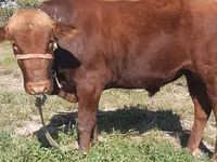 公牛, Cattle — 照片 4