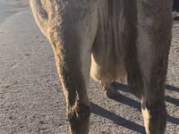 Kuh, Simmental cattle — Foto 3