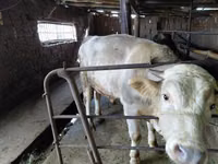 公牛, Red Polled Cow — 照片 6