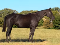 母马, Quarter Horse — 照片 2