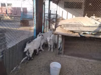 عنزة, Russian White goat — الصورة 6