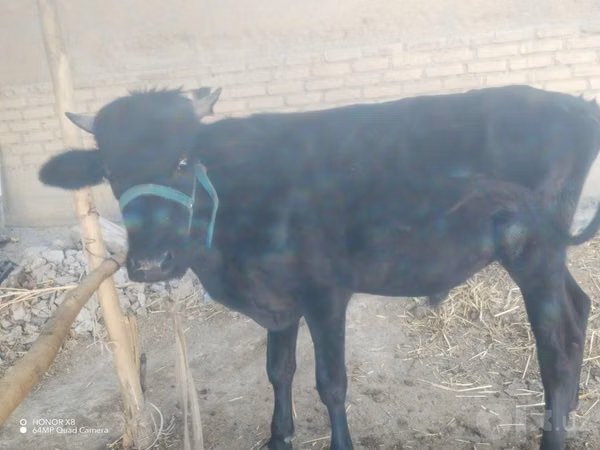 Бык, Коровы