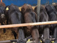 Cattle (batch, sex not specified), Simmental cattle — photo 5