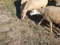 Schaf, Karabakh sheep — Foto 8