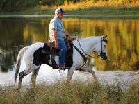 Hengst, American paint horse — Foto 4