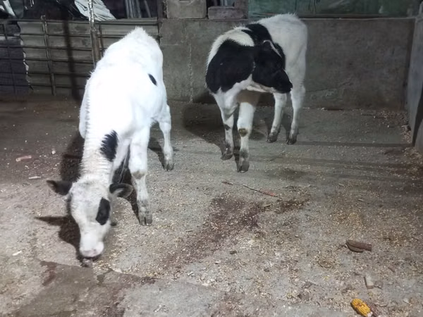 Үнээ, Russian Black pied cattle
