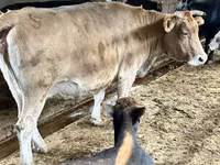بقرة, Simmental cattle — الصورة 1