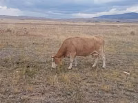 Үнээ, Latvian Blue cattle — 2 зураг